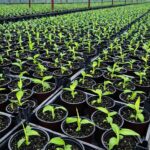 whatsapp image 2026 02 06 at 23.26.13